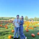 오후5시;사과밭 | 뉴욕 뉴저지 가을필수코스 애플피킹(Apple Picking) 솔직후기