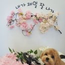 커몽커몽펫 이미지