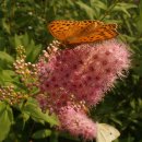 벌과나비 이미지