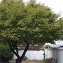 씨유 대구앞산보성점 | 대구 앞산 카페추천 조용하고 감성적인 분위기의 한국차가 있는 찻집