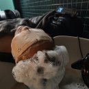 디블랙 | 김천탈모커버 자연스러운 모발을 되찾는 경험, 디블랙아카데미 김천점 후기