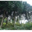 갈모봉산림욕장 이미지