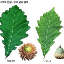 떡갈나무(Quercus dentata) 이미지