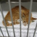 다솔주유소 이미지