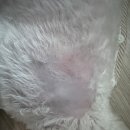 라퓨클레르 동물피부클리닉 이미지