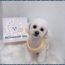 벨몽드펫 | 용전동애견미용 강아지가 웃으면서 돌아오는 미용실!