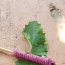 양대초등학교 이미지