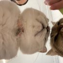 굄 | 전주 신시가지 힐링 제대로 되는 고양이카페｜고양이카페 [굄] 솔직 후기