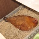 달욱농장 Daum카페