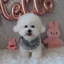 비비드봉 이미지