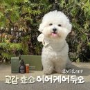 아지케어 | 강아지 귀 세정제 추천｜교감 효소 이어케어 듀오 사용해본 솔직 후기