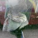 킹콩아쿠아 이미지