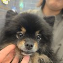 옐로삭스(애견미용) | 강아지 고관절·슬개골 수술 잘하는 곳 | 금호동 바른애견병원 믿고 선택한 이유