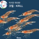 제이더블유중외제약㈜ | 크릴오일 원료 부적합(혼합) 적발 제품 꼭 알아두세요!