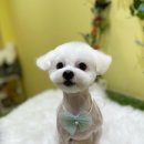 단아하개 이미지