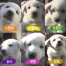 동물농장 이미지