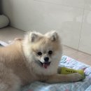 김선생 애견스쿨 | 평택 강아지 유치원 추천 딩동댕애견스쿨 데이케어 후기