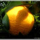 이슬농장 이미지