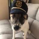 나는강아지 이미지