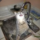 미친고양이