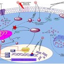 Re:Effects of the polyunsaturated fatty acids, EPA and DHA, on hematological malignancies: a systematic review 이미지