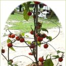 포마토 - 중랑구 면목로48길 8 | 포마토