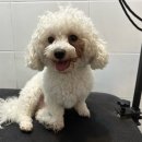 멍데이 살롱 이미지