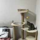 미뇽 캣 이미지