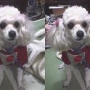 양순이