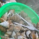 스타디움정문부동산써브공인중개사사무소 | 울산 농수산물시장 수산소매동 정자 횟집 &amp; 부산 초장 솔직 후기 ft. LSD 후 꿀맛 같은 점심.