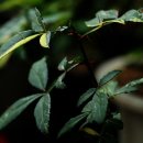 개산초등학교 이미지