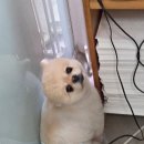 망쿠애견샵 이미지