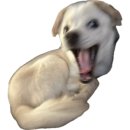 오즈독(OZ'dog) | 강아지 산책 필수템 추천 | 산책 전·중·후 관리 용품