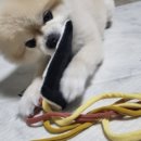 댕댕로망스 네이버블로그