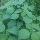 정영호농장 이미지