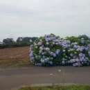 세화 동백그늘 이미지