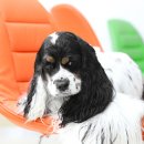 쁘띠퍼피 이미지