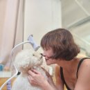 귀여운강아지 이미지