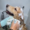 더사랑할개 | [경기광주대형견목욕 / 경기광주대형견출장목욕] 2인 1팀 스트레스 최소화 케어 '사랑할개' 방문 후기 🐾🚿✨