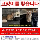 (고양이실종) 방묘창을 뜯고 탈출했습니다! 흰색에 가까운 베이지색, 여러분의 제보 꼭 부탁드려요! 이미지