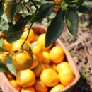 우연농장 이미지