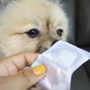 포피펫 - 안성시 중앙로 423 | 포피펫