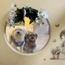 꽃길만걷개 이미지