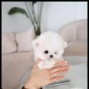 퍼피트렌드 이미지