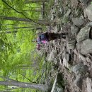 Stairway to Heaven, Wawayanda State Park (06/05/24): Mark이 찍은 사진 올립니다 이미지