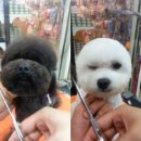 네모강아지 이미지