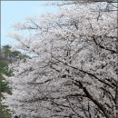 마이산 벚꽃길 이미지