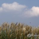 대통령공원 진돗개 이미지