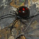 흑과부거미 [검은과부거미, 블랙위도우, Black widow, Latrodectus mactans] 이미지