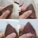 VIP Dog 이미지